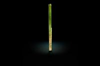 Tourmaline 10.8 cm&nbsp;&nbsp; &bull; &nbsp;&nbsp;Palwai Mine, Pakistan